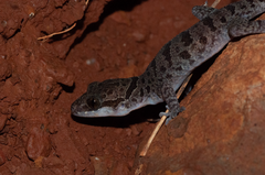 Cyrtodactylus cattienensis