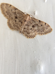 Idaea bonifata