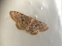 Idaea bonifata