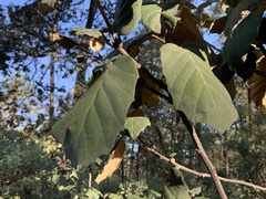 Quercus tarahumara