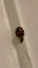 Harmonia axyridis