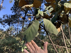 Quercus tarahumara