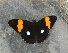 Adelpha leucophthalma