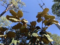 Quercus tarahumara
