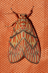 Barsine cornicornutata