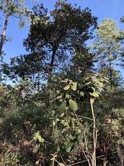 Quercus tarahumara