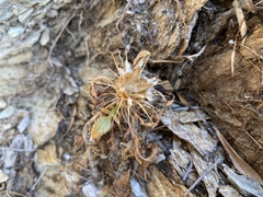 Centaurea raphanina mixta