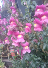 Antirrhinum majus