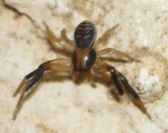 Xysticus texanus