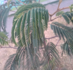 Paraserianthes