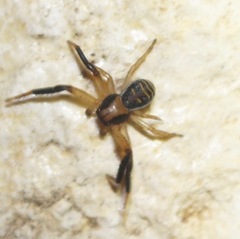 Xysticus texanus