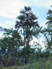 Lepidocaryeae