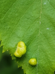 Taphrina virginica