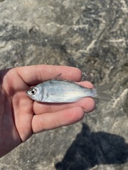 Eucinostomus argenteus