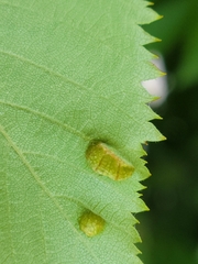 Taphrina virginica