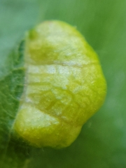 Taphrina virginica