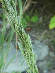 Agrostis exarata
