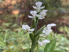Habenaria clypeata