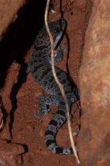 Cyrtodactylus cattienensis