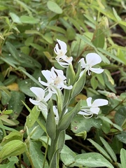 Habenaria clypeata