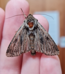 Apamea monoglypha