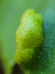 Taphrina virginica