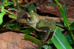 Acanthosaura coronata