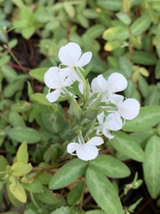 Habenaria clypeata