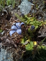 Campanula cenisia