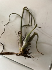 Tillandsia intermedia