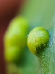 Taphrina virginica
