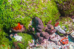 Monanchora arbuscula