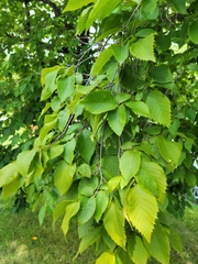 Taphrina virginica