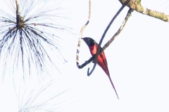 Pericrocotus ethologus