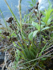 Juncus covillei