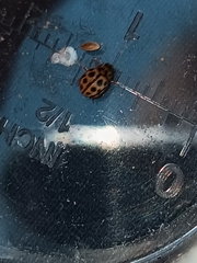 Tytthaspis sedecimpunctata