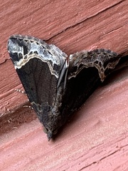 Hypena abalienalis