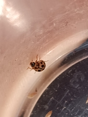 Tytthaspis sedecimpunctata