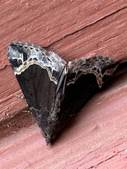 Hypena abalienalis