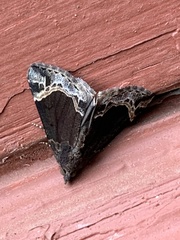 Hypena abalienalis