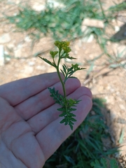 Rorippa sylvestris