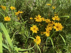 Heliopsis parvifolia