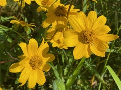 Heliopsis parvifolia
