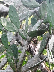Opuntia dejecta