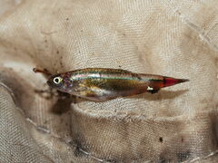 Tanichthys albonubes