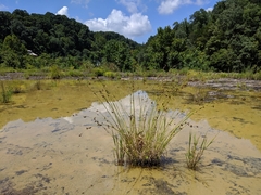 Rhynchospora stiletto