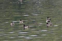 Aythya fuligula