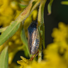 Gypona melanota