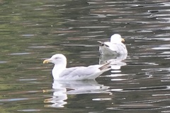 Larus argentatus