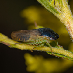 Gypona melanota